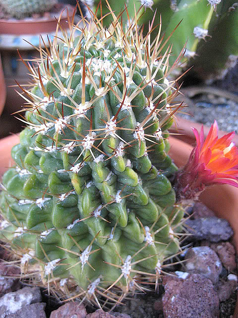 Lobiviamaximiliana.jpg