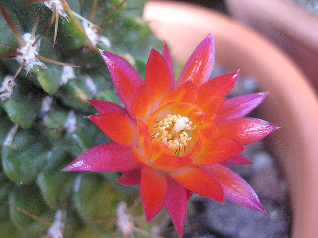 Lobiviamaximiliana2.jpg