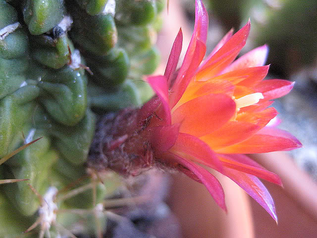 Lobiviamaximiliana3.jpg