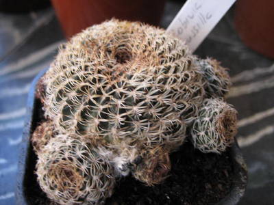 lobiviapusilla.jpg