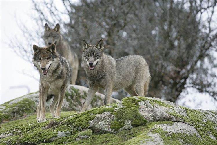 lobo_iberico1.jpg