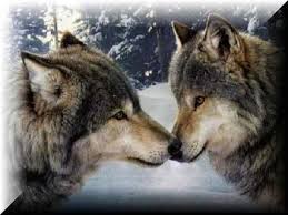Lobos%2Benamorados.bmp.jpg