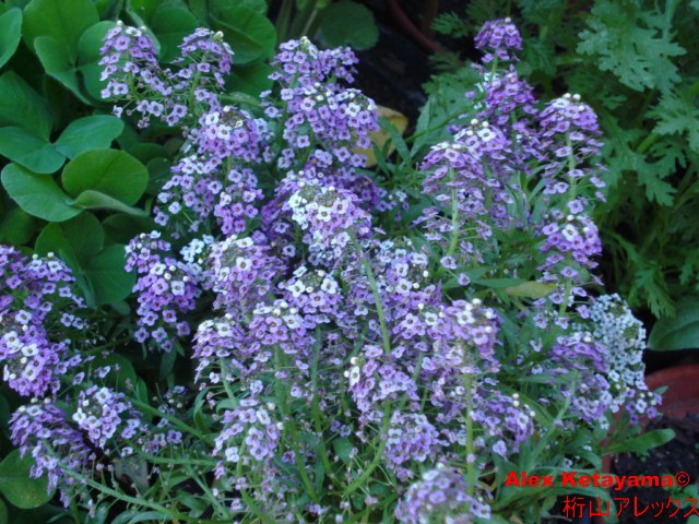 Lobularia%20maritima_01.jpg