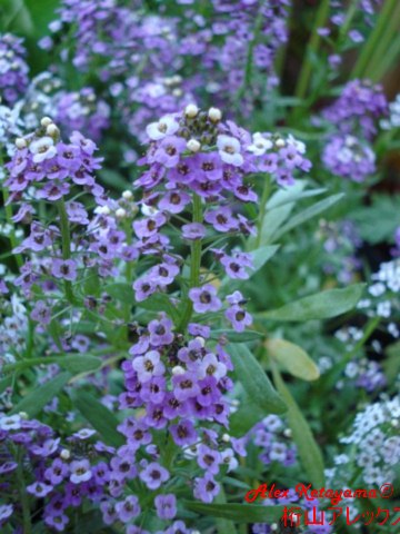Lobularia%20maritima_02.jpg