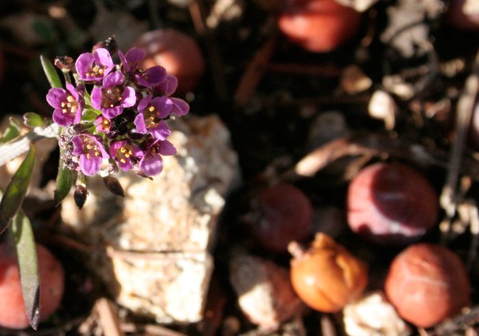 lobularia_maritima.jpg
