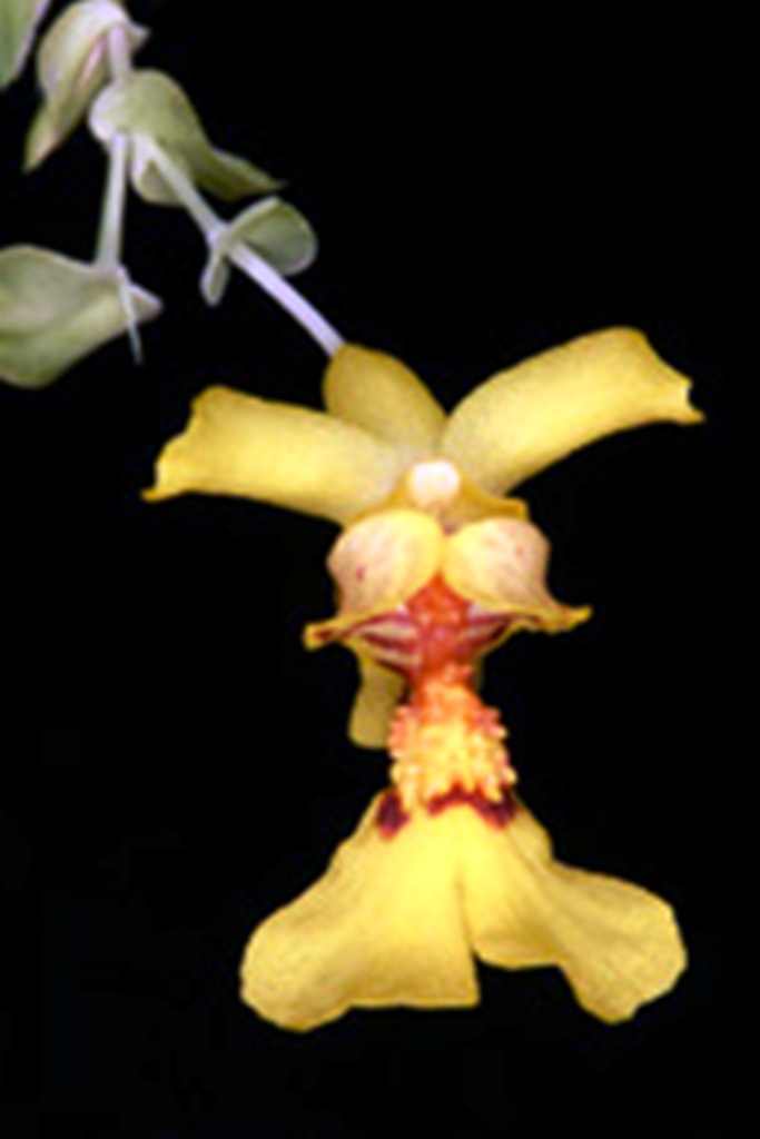 Lockhartia+verrucosa.jpg