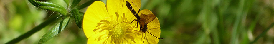 logohigieneambiental.jpg