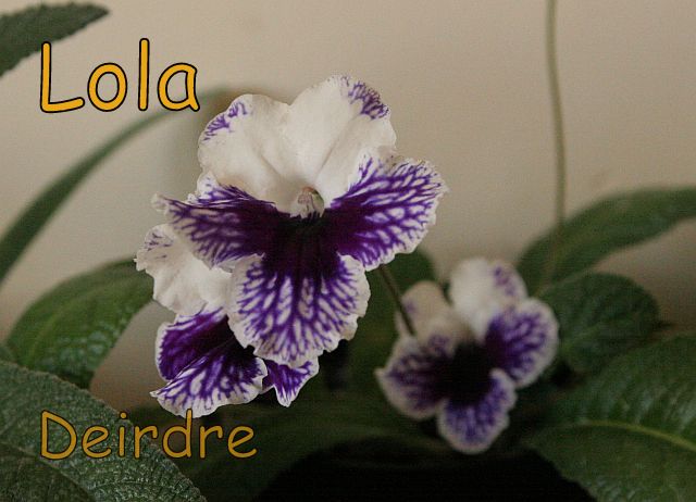 Lola04.jpg