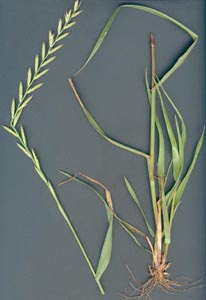 Lolium_multiflorum_sp.jpg