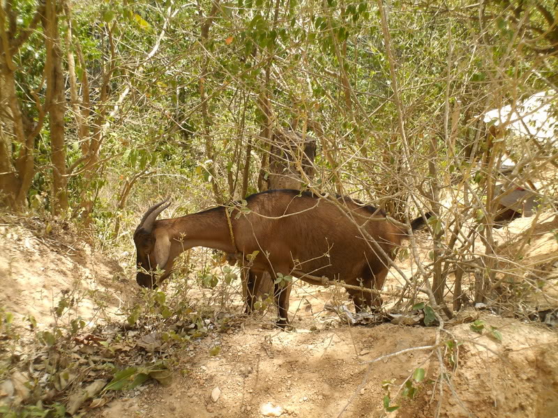 lomaysabacual025.jpg