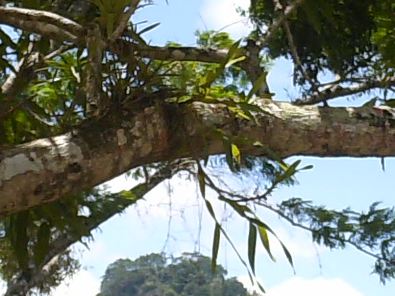 lomaysabacual030.jpg