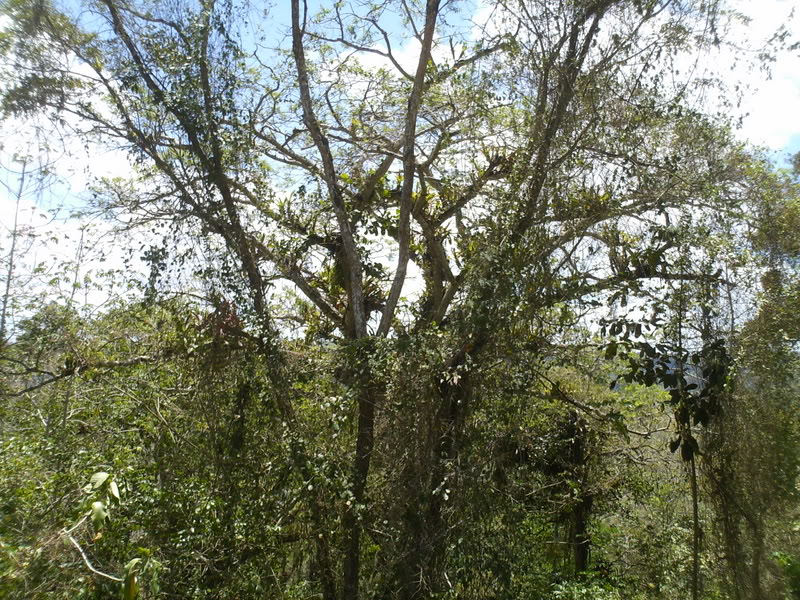 lomaysabacual033.jpg