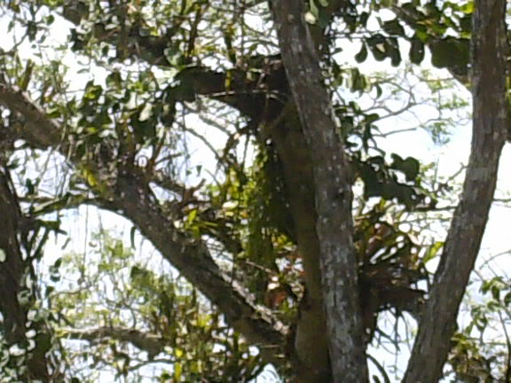 lomaysabacual034.jpg