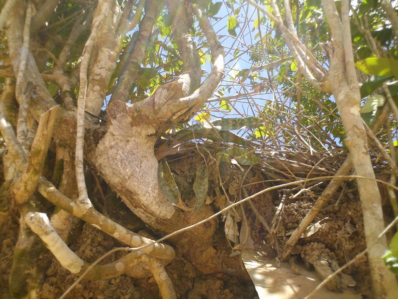 lomaysabacual035.jpg