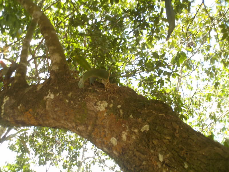 lomaysabacual037.jpg