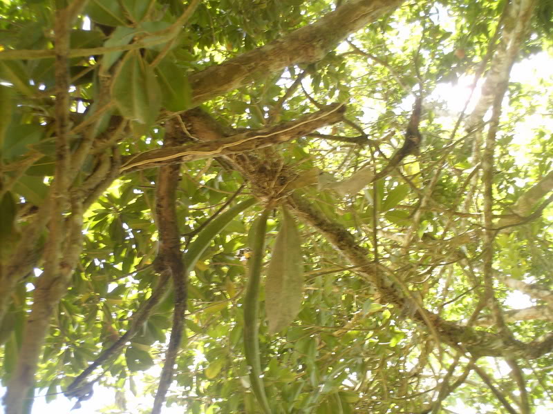 lomaysabacual038.jpg