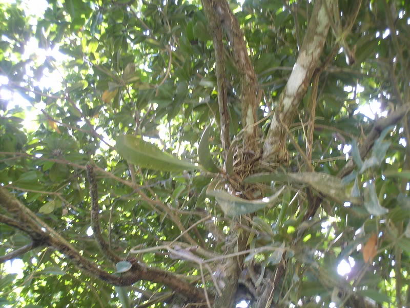 lomaysabacual039.jpg