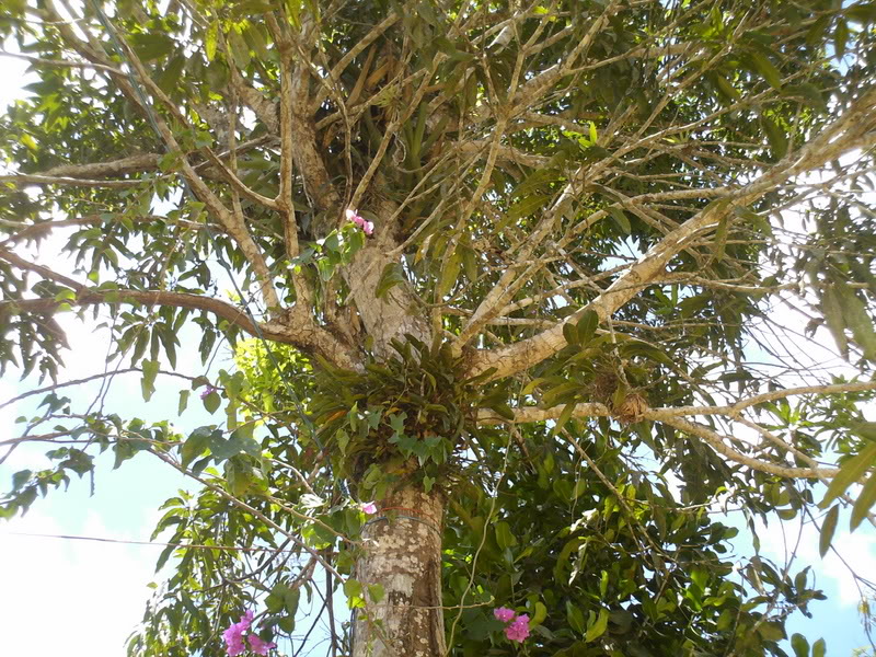 lomaysabacual043.jpg
