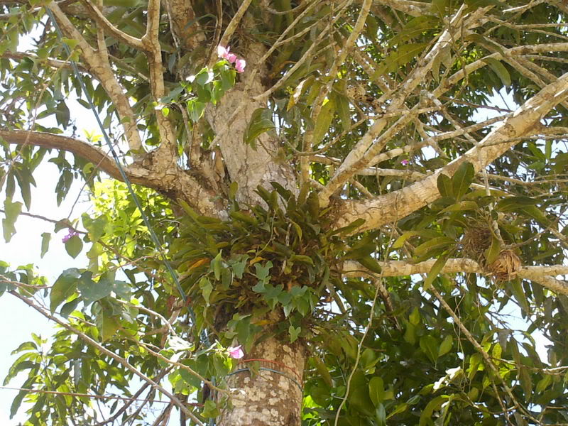 lomaysabacual044.jpg