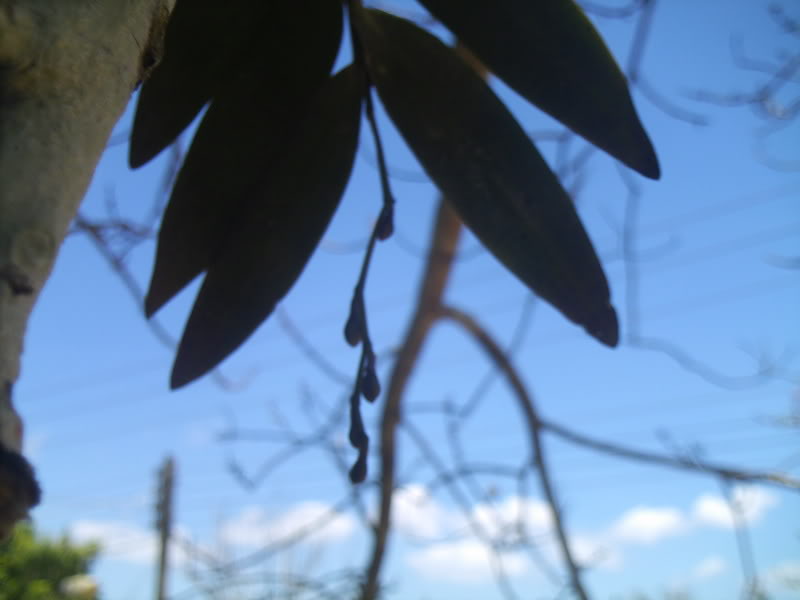 lomaysabacual046.jpg