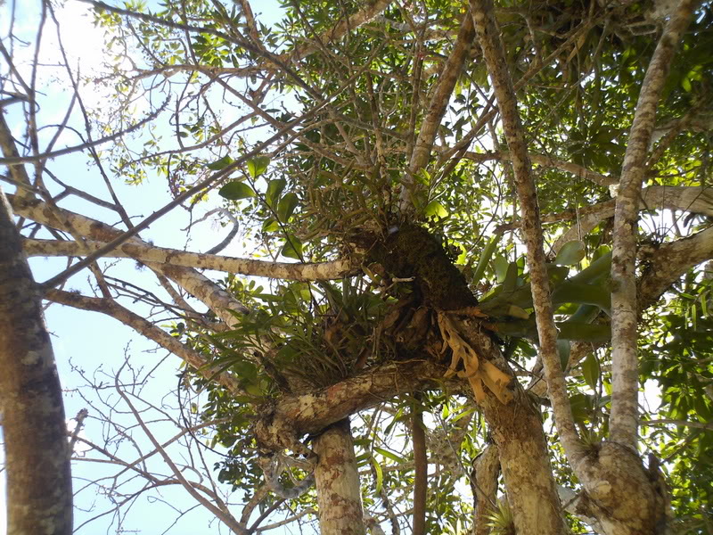 lomaysabacual047.jpg