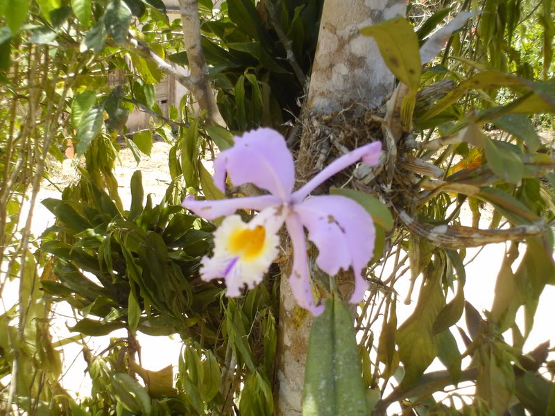 lomaysabacual050.jpg