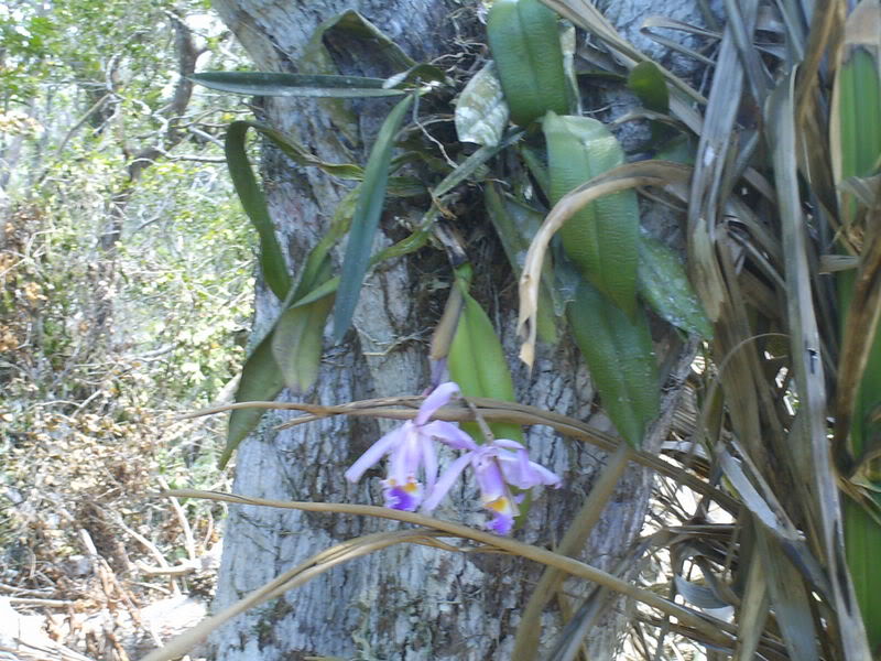 lomaysabacual052.jpg