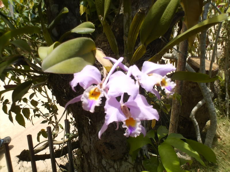 lomaysabacual053.jpg