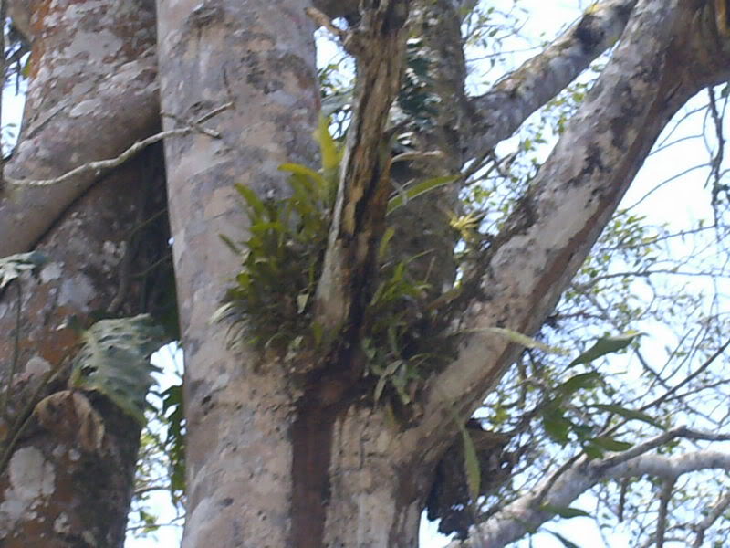 lomaysabacual054.jpg