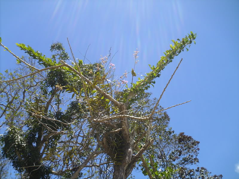 lomaysabacual060.jpg