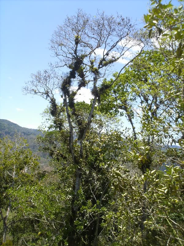 lomaysabacual061.jpg