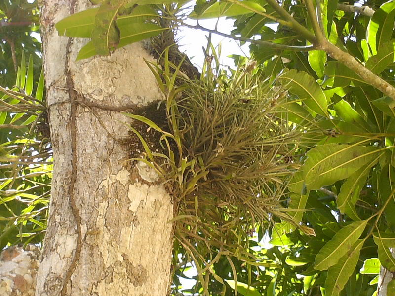 lomaysabacual062.jpg