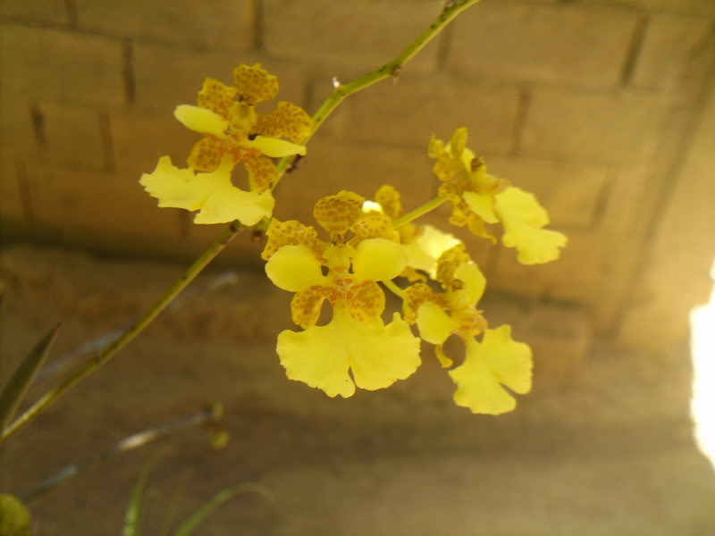 lomaysabacual064.jpg
