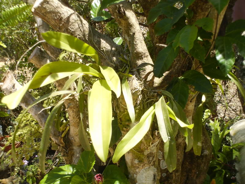 lomaysabacual065.jpg