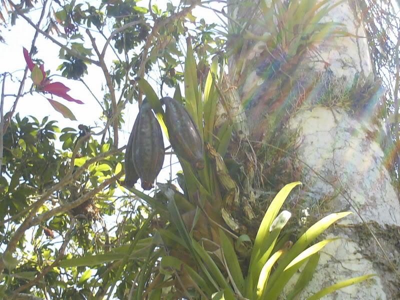 lomaysabacual073.jpg