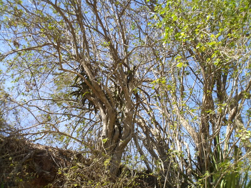 lomaysabacual084.jpg