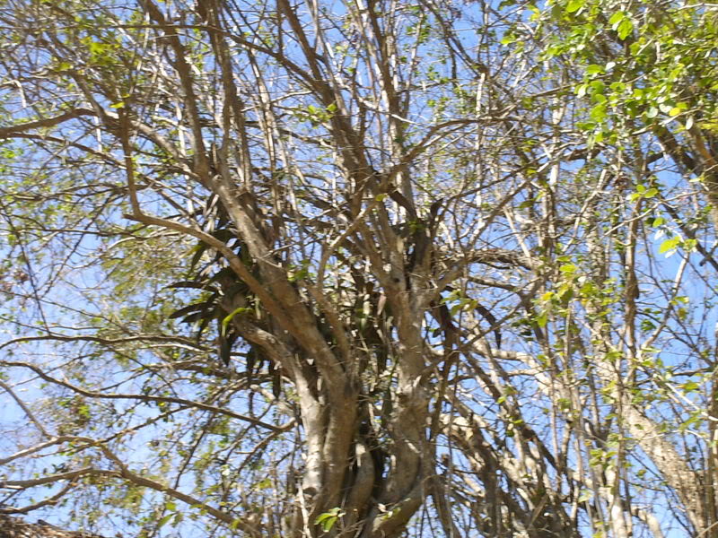 lomaysabacual085.jpg