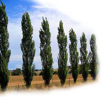 Lombardy-Poplar-Top.jpg