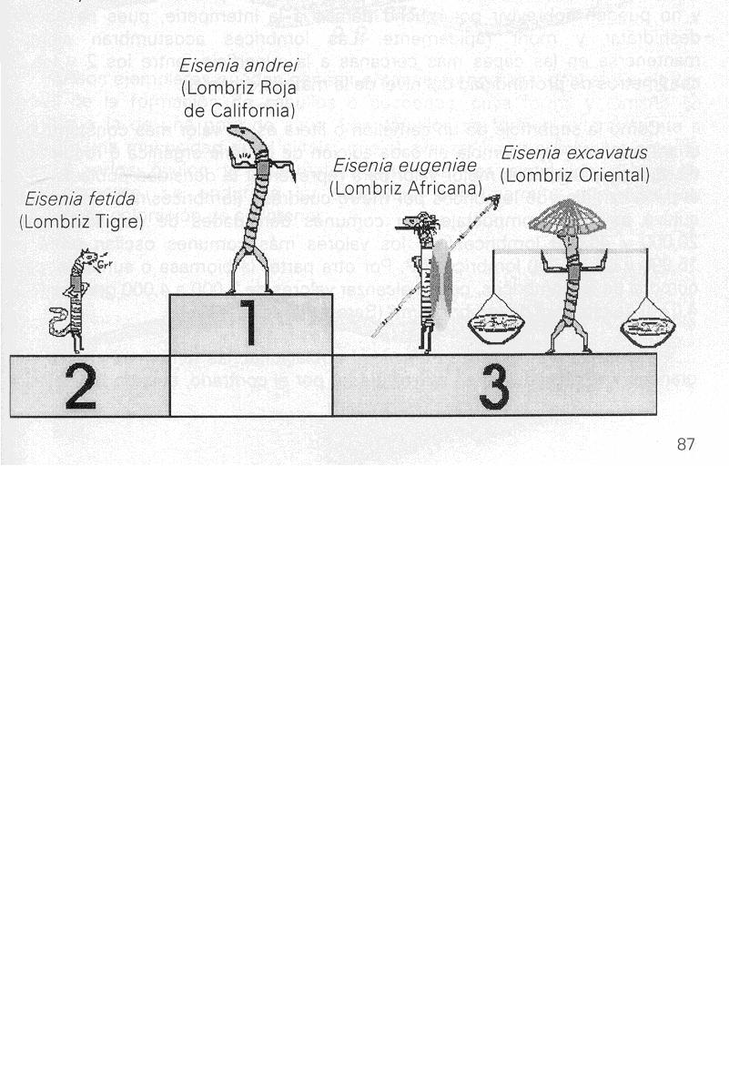 lombriz%202.JPG