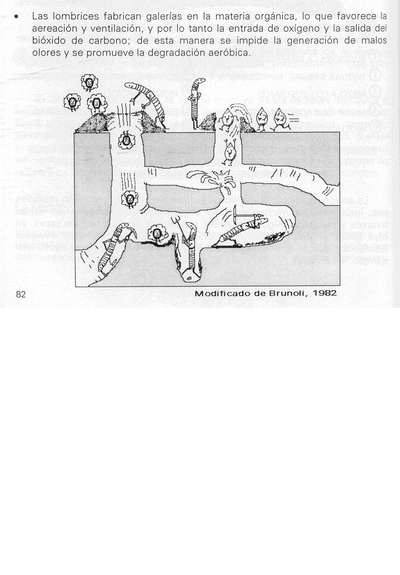 lombriz%203.JPG