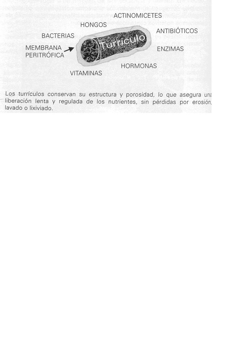 lombriz%204.JPG