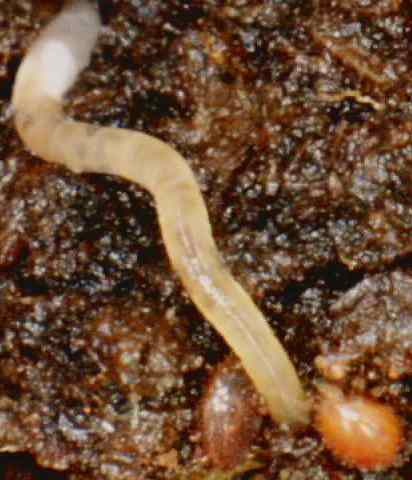 lombrizblancaenchytraei.jpg