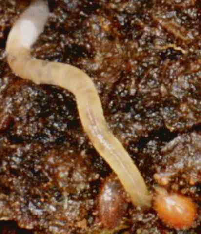 lombrizblancaenchytraei.jpg