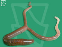 lombrizcondoscolas.jpg