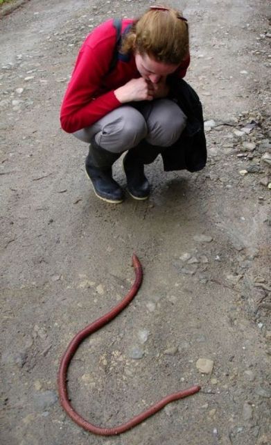 lombrizgigante.jpg