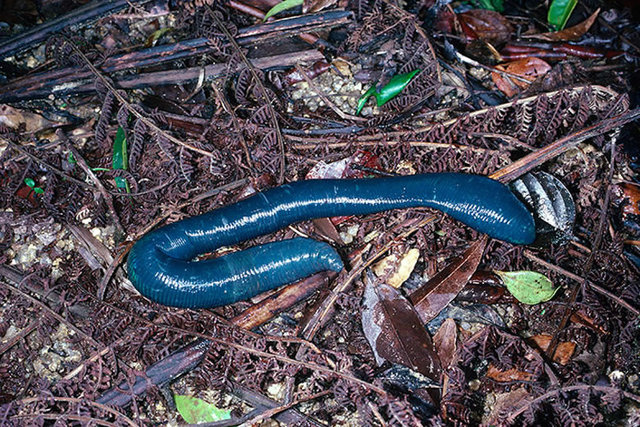 lombrizgiganteazulterri.jpg