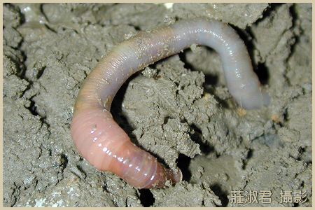 lombrizgigantepontoscol.jpg