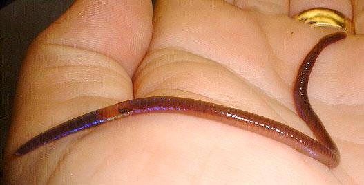 lombrizperionyxexcavatu.jpg