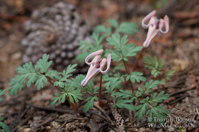 Longhorn-steers-head-Dicentra-uniflora-PLA0574.jpg