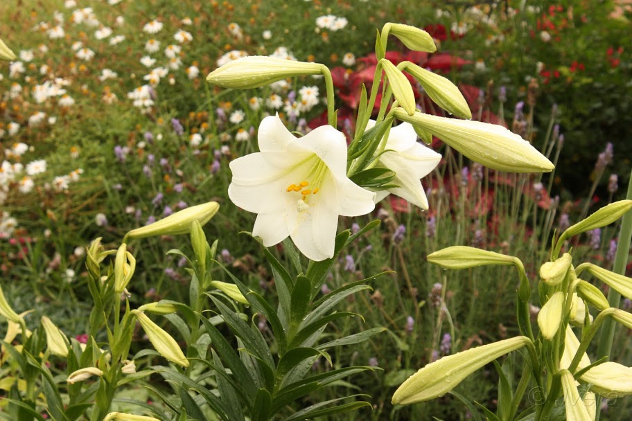 longiflorumingles.jpg